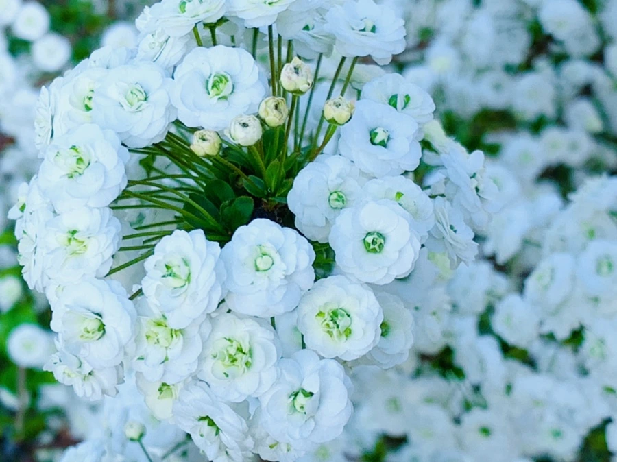 IMG_3282.jpg?type=w966