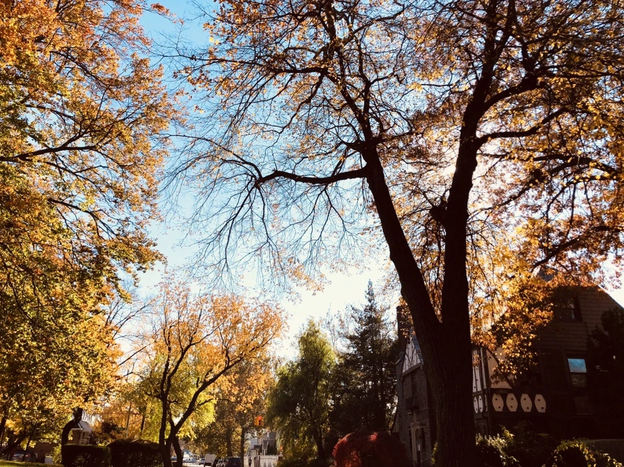 IMG_4158.jpg?type=w966