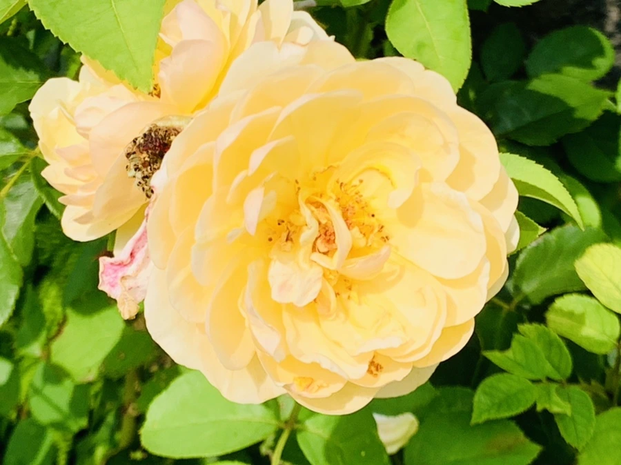 IMG_9451.jpg?type=w966