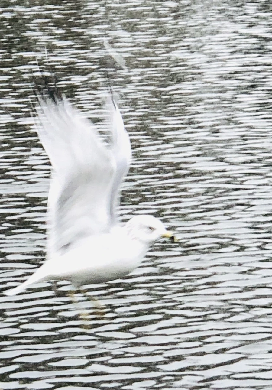 IMG_9620.jpg?type=w966