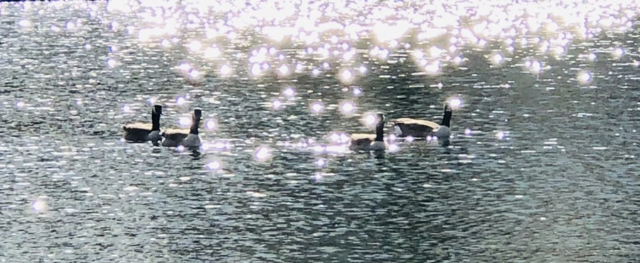 IMG_4389.jpg?type=w966