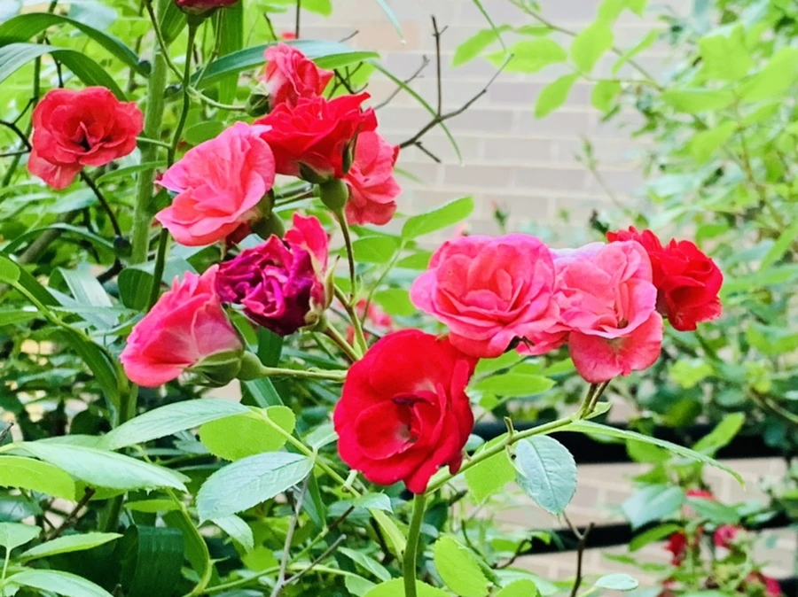 IMG_5220.jpg?type=w966