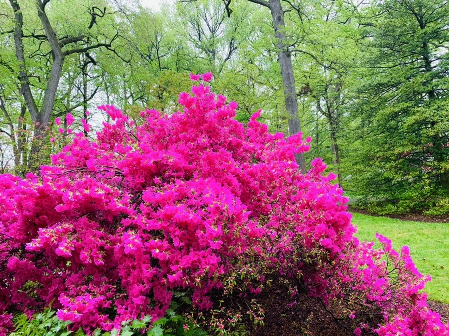 IMG_0296.jpg?type=w966