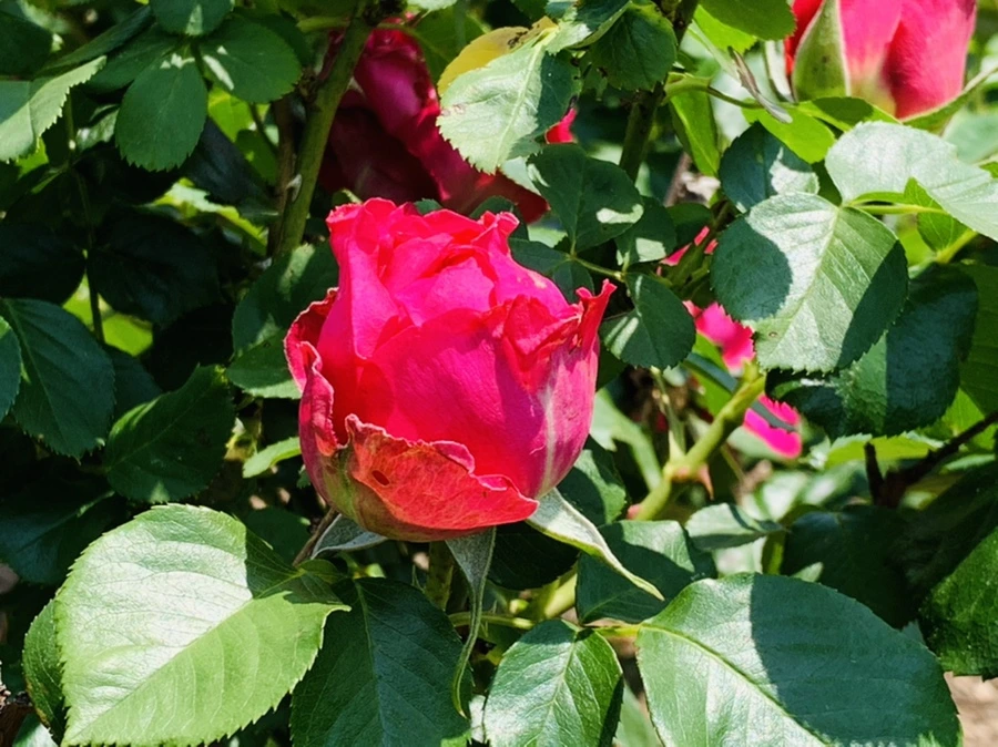 IMG_4181.jpg?type=w966