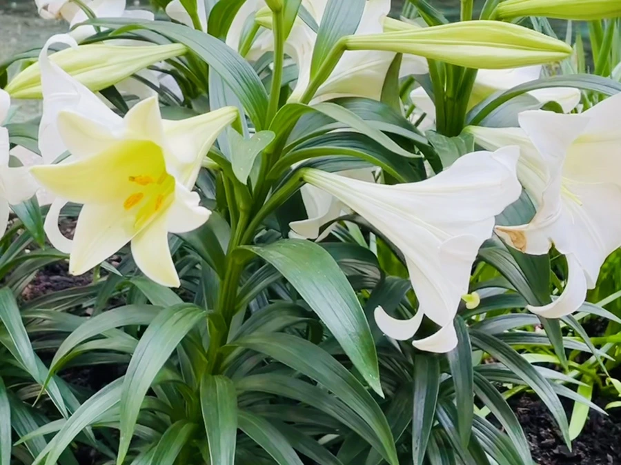 IMG_1006.jpg?type=w966