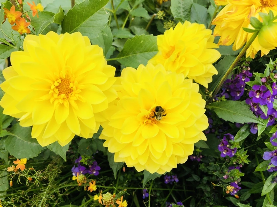 IMG_1841.jpg?type=w966