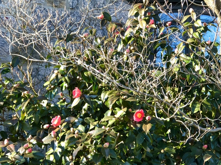 IMG_0336.jpg?type=w966