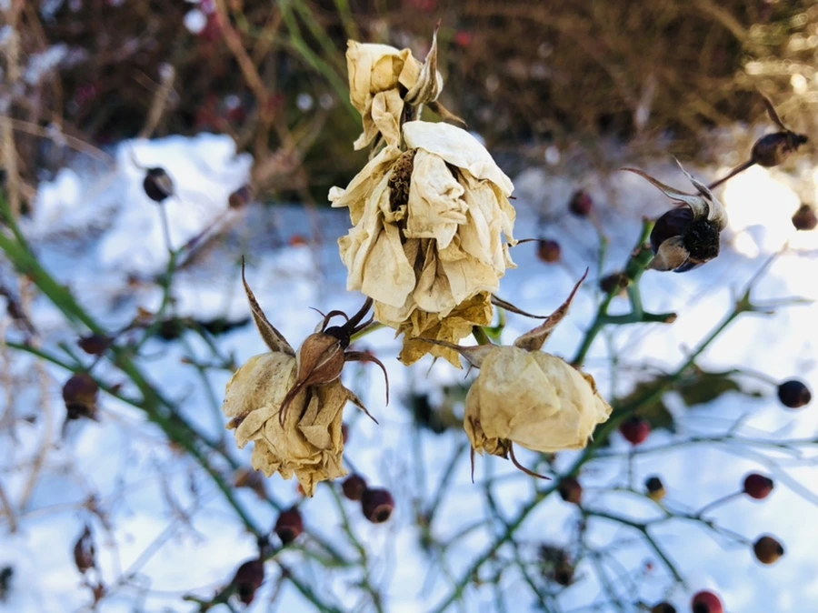 IMG_1384.jpg?type=w966