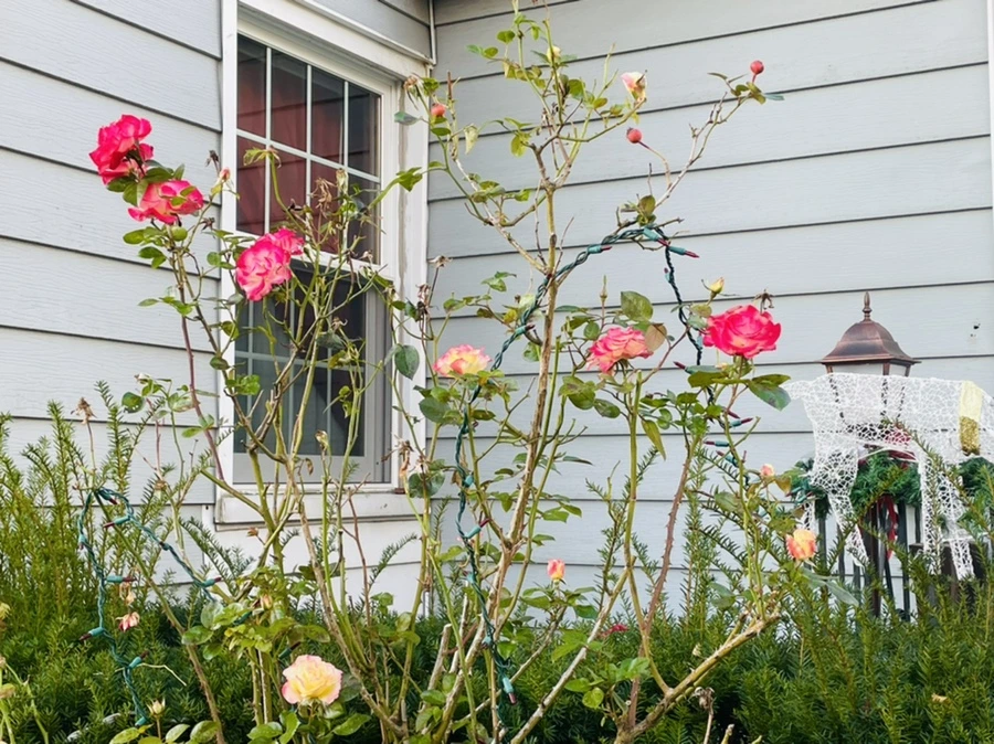 IMG_5950.jpg?type=w966