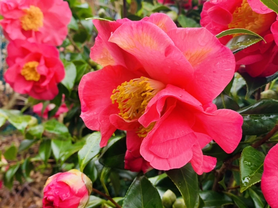 IMG_6231.jpg?type=w966