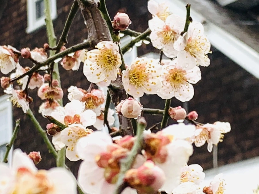 IMG_1912.jpg?type=w966