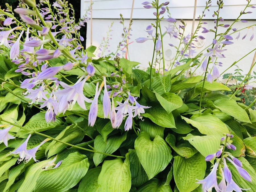 IMG_1851.jpg?type=w966