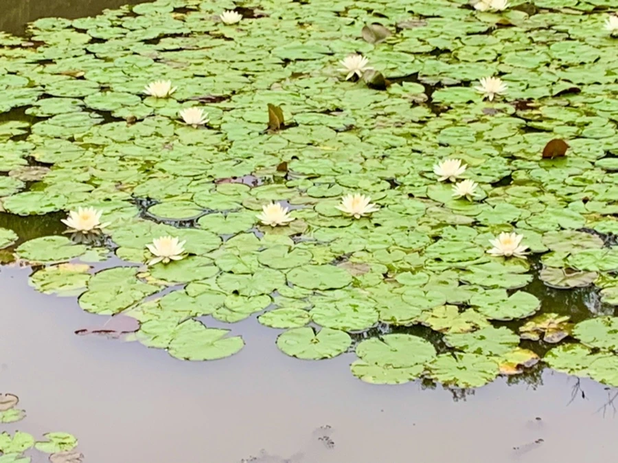 IMG_7159.jpg?type=w966