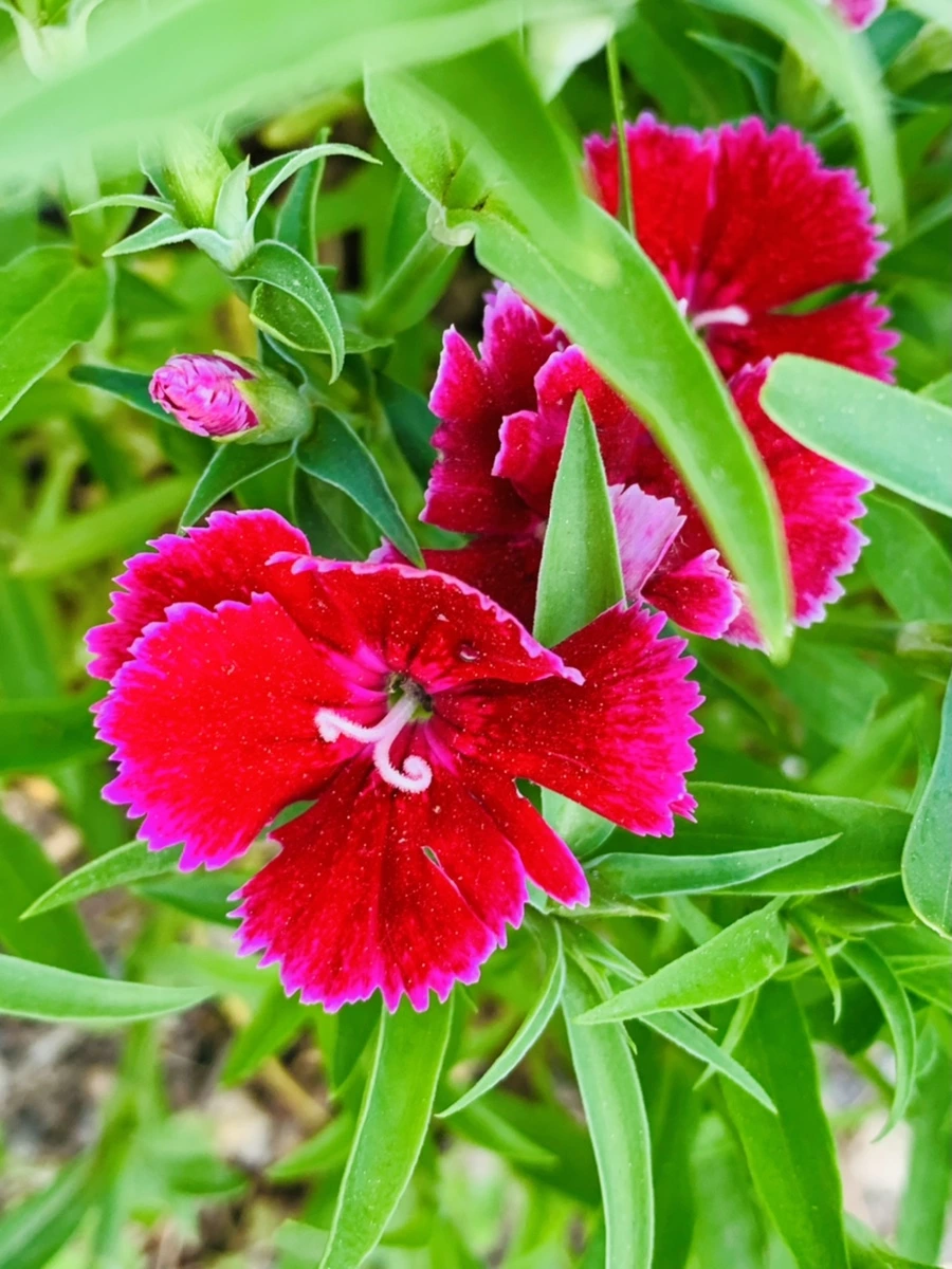 IMG_9012.jpg?type=w966