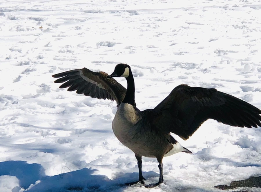 IMG_3958.jpg?type=w966