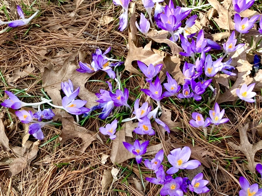 IMG_1243.jpg?type=w966