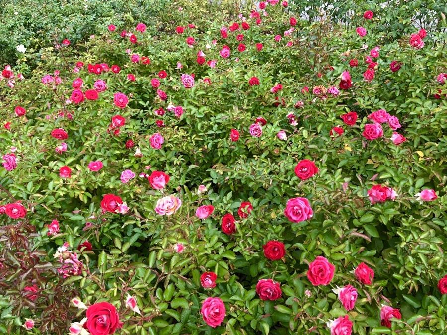 IMG_2262.jpg?type=w966