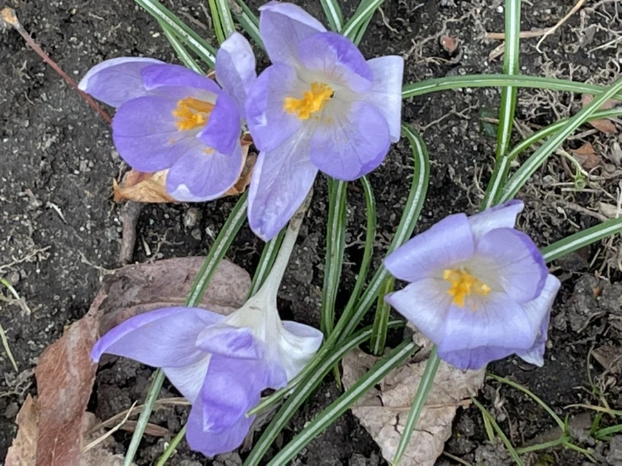 IMG_4066.jpg?type=w966