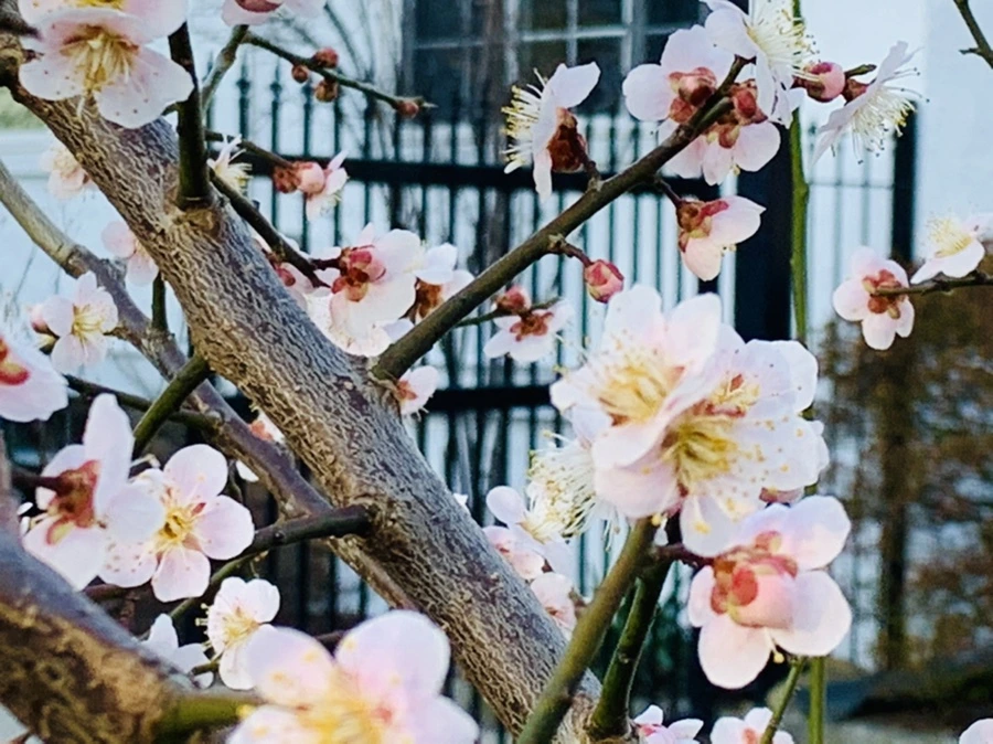 IMG_0860.jpg?type=w966