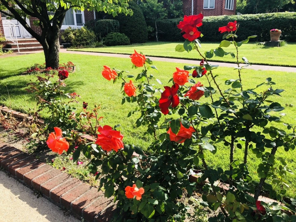 IMG_5743.jpg?type=w966