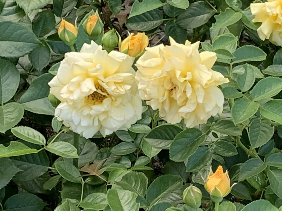 IMG_2958.jpg?type=w966