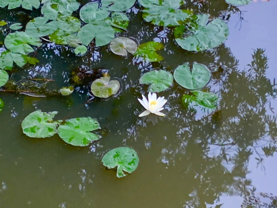 IMG_6921.jpg?type=w966