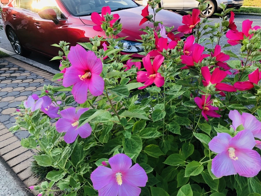 IMG_3565.jpg?type=w966