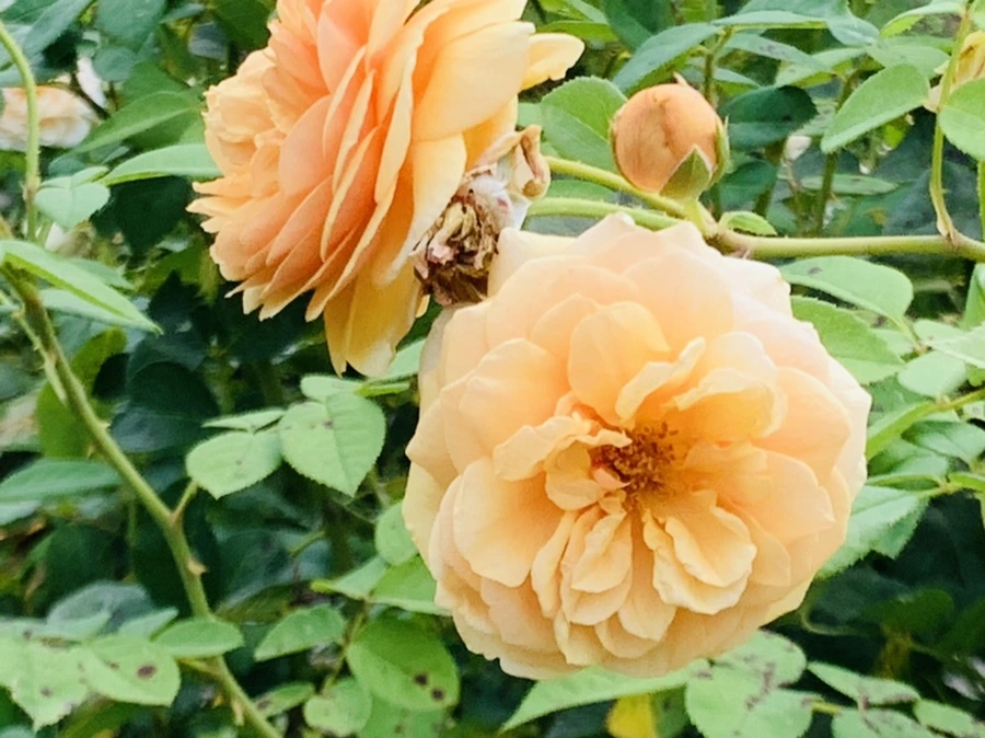 IMG_4977.jpg?type=w966