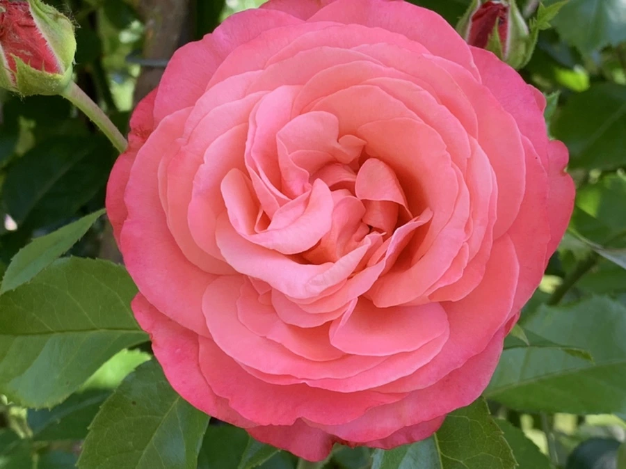 IMG_3092.jpg?type=w966