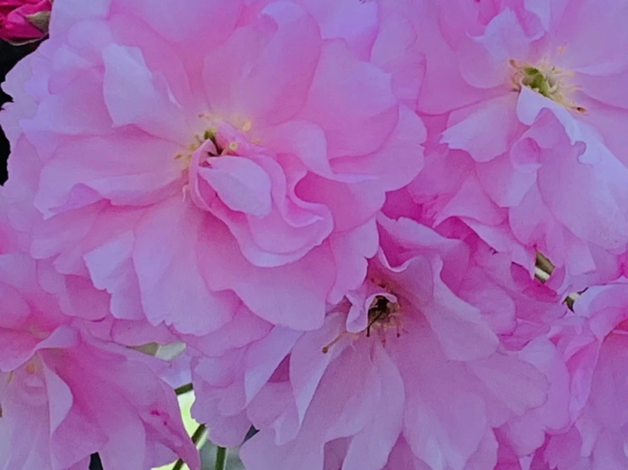 IMG_7385.jpg?type=w966