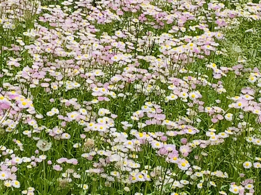 IMG_5038.jpg?type=w966