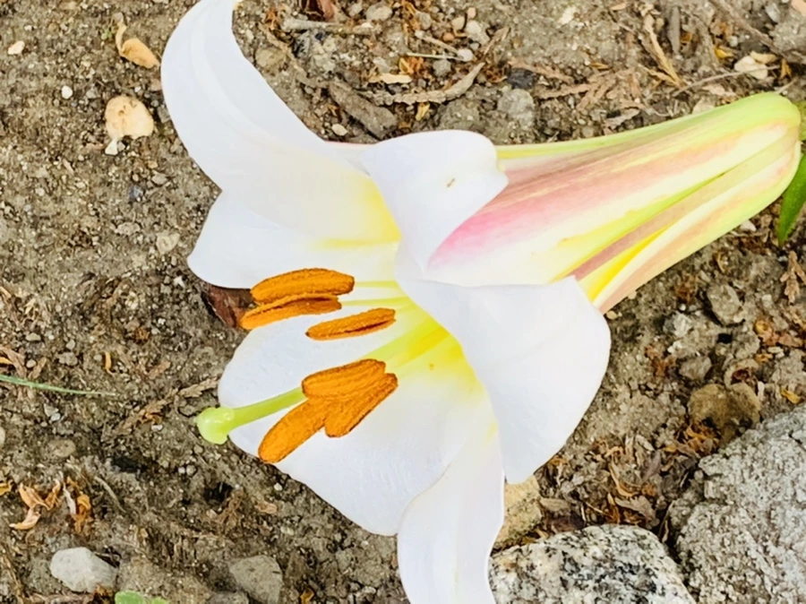 IMG_5919.jpg?type=w966