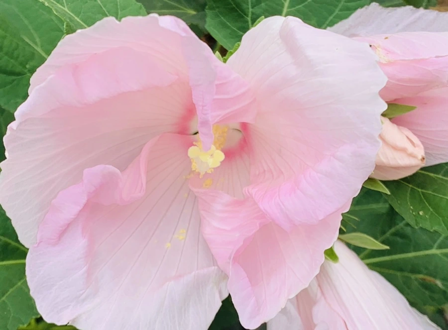 IMG_6038.jpg?type=w966