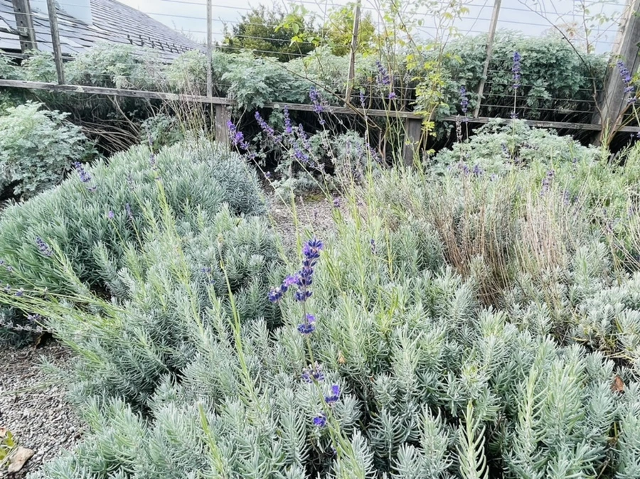 IMG_2400.jpg?type=w966