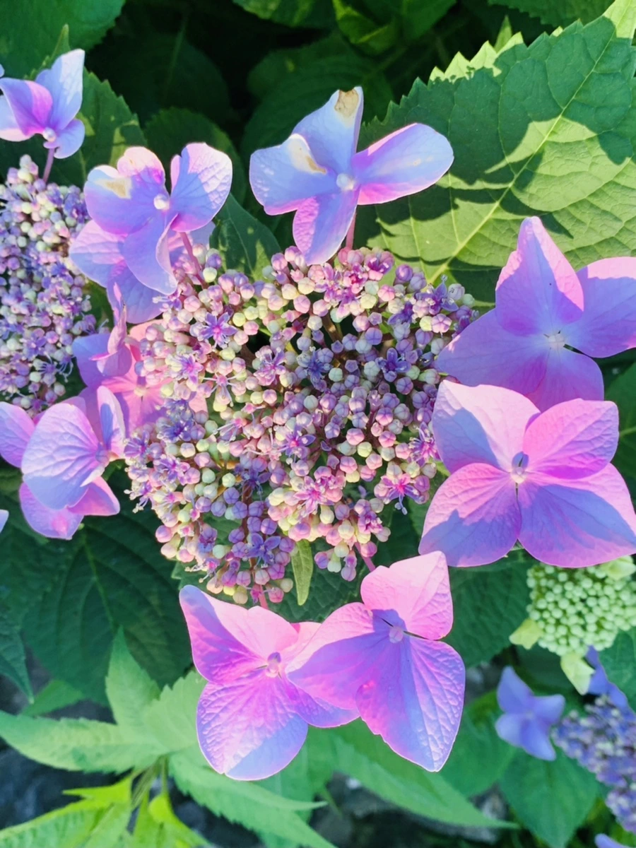 IMG_6277.jpg?type=w966