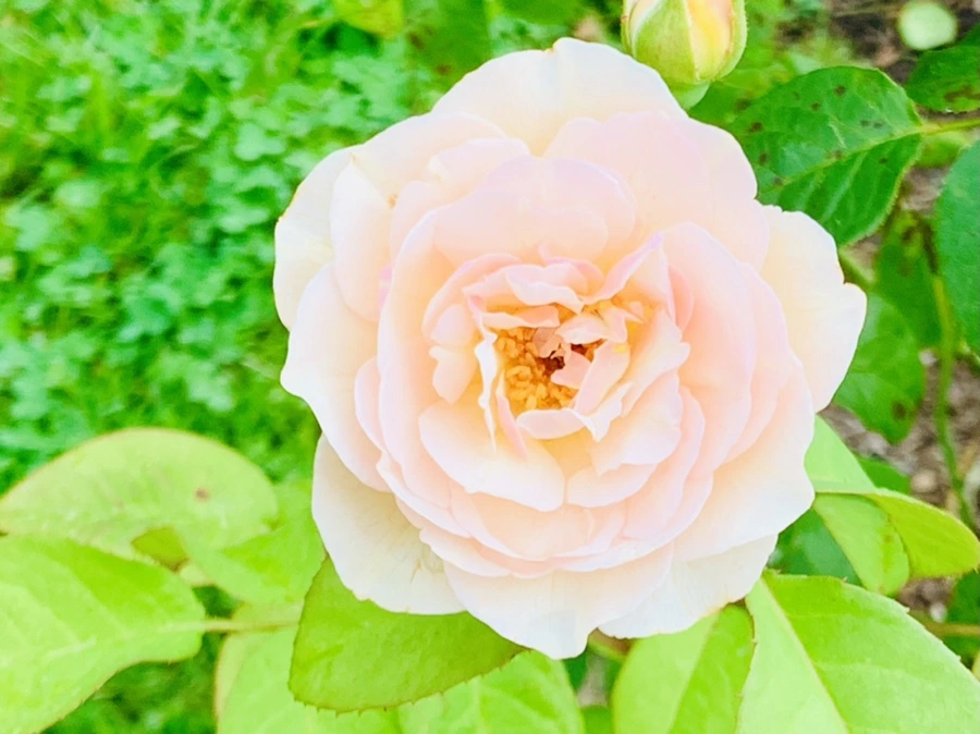 IMG_8734.jpg?type=w966