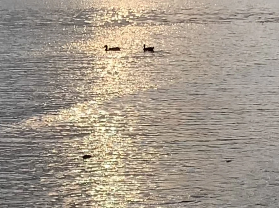 IMG_9913.jpg?type=w966