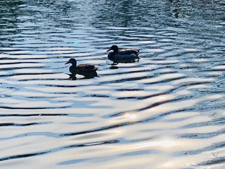 IMG_0353.jpg?type=w966