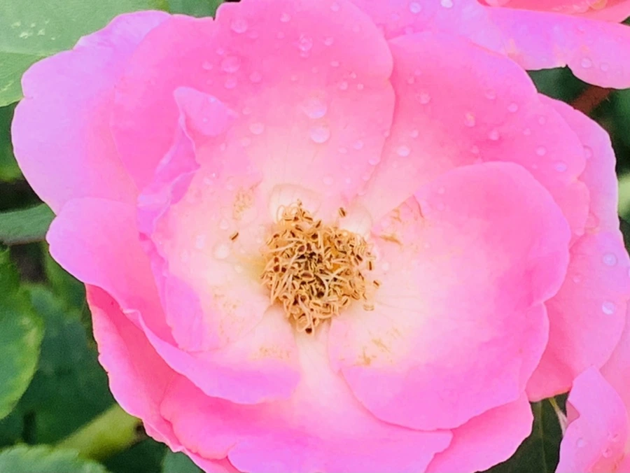 IMG_4967.jpg?type=w966