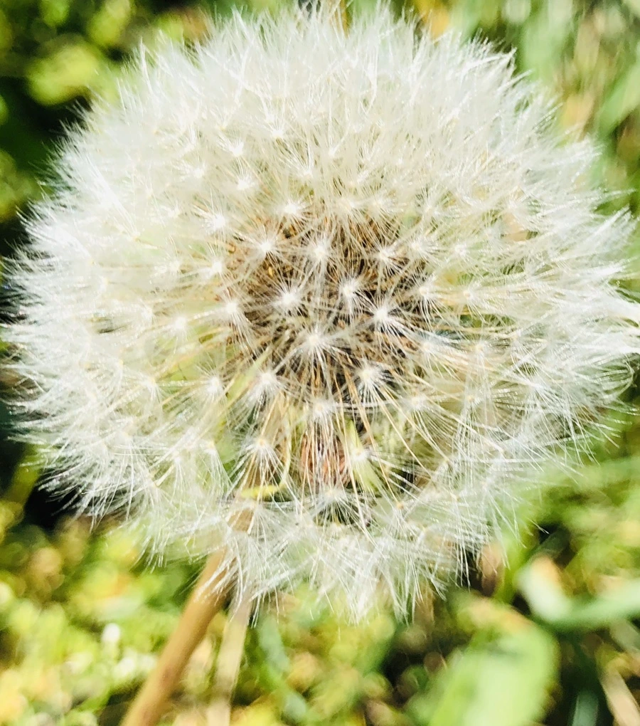 IMG_8440.jpg?type=w966