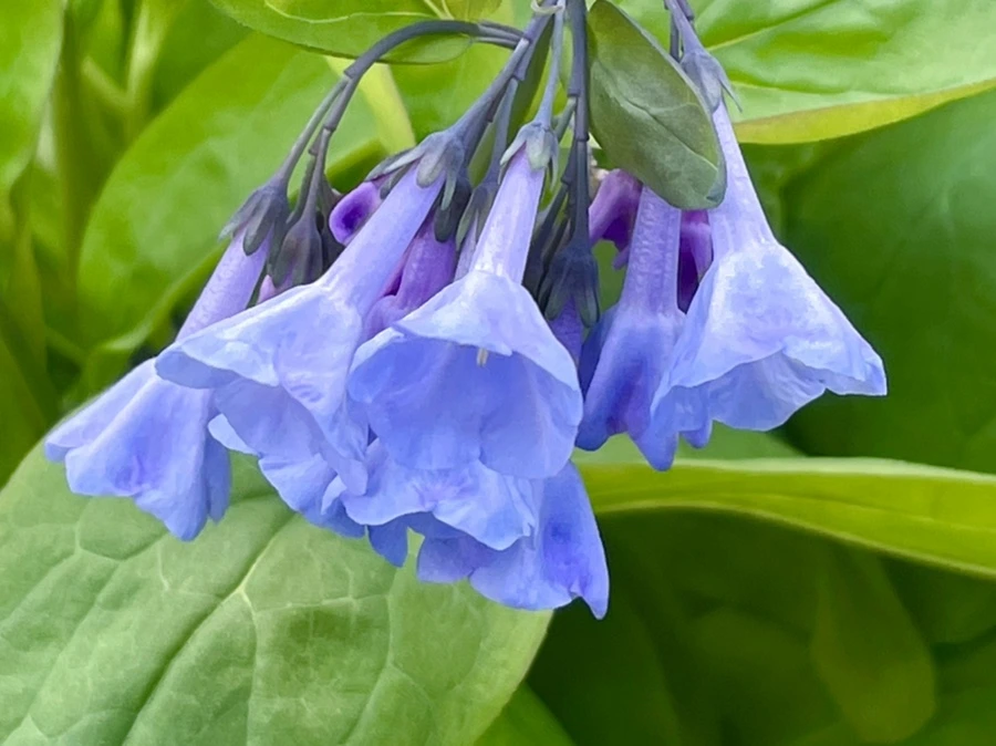 IMG_1140.jpg?type=w966