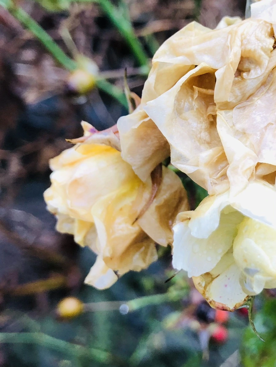 IMG_8067.jpg?type=w966