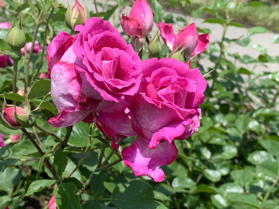 IMG_8571.jpg?type=w966