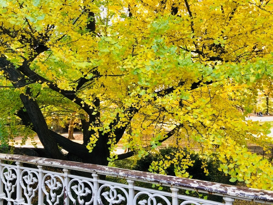 IMG_7647.jpg?type=w966