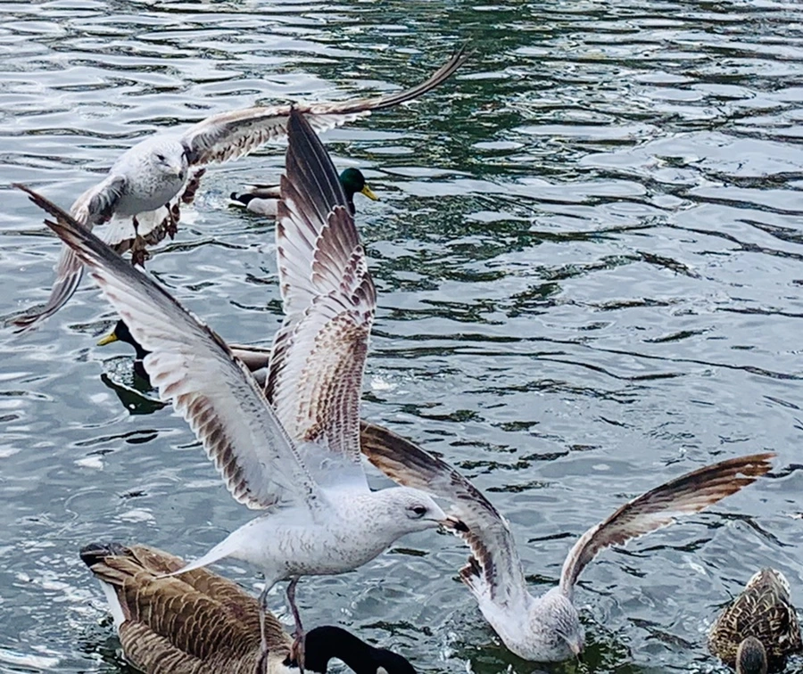 IMG_8146.jpg?type=w966