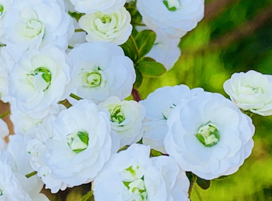 IMG_3316.jpg?type=w966