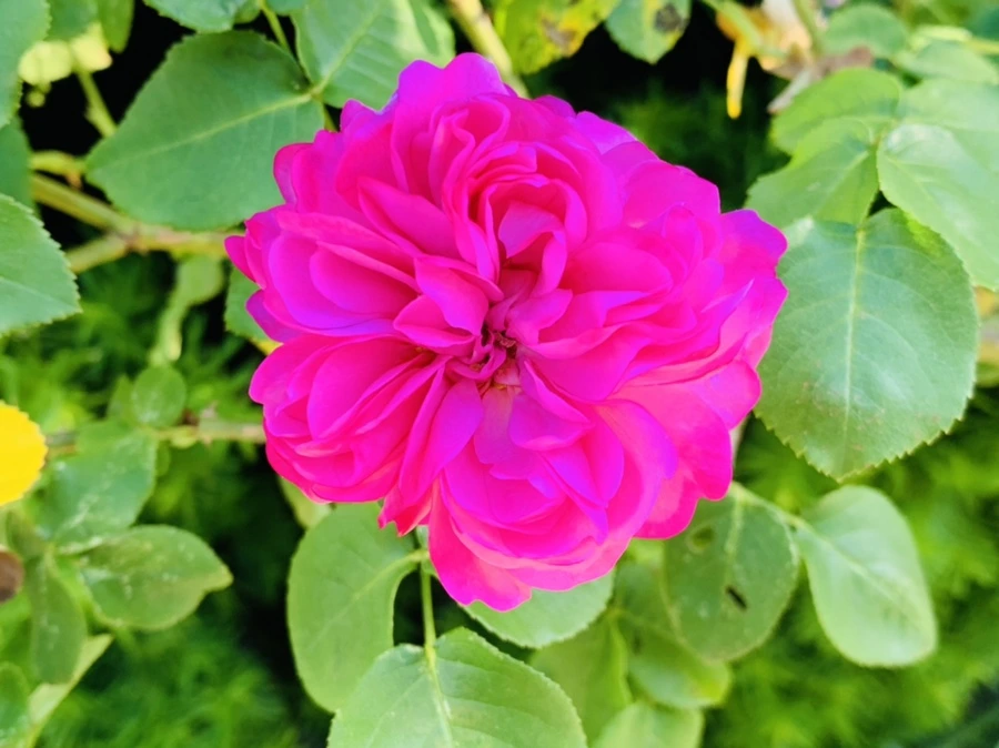 IMG_3587.jpg?type=w966