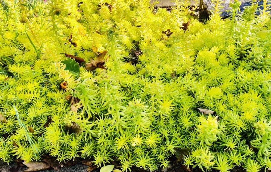 IMG_8102.jpg?type=w966