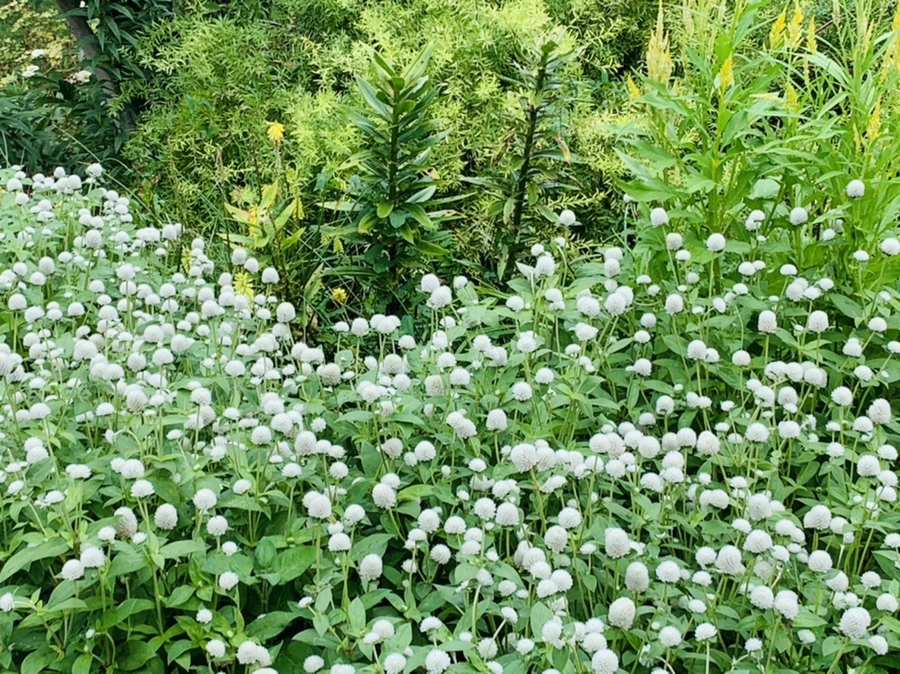 IMG_6962.jpg?type=w966