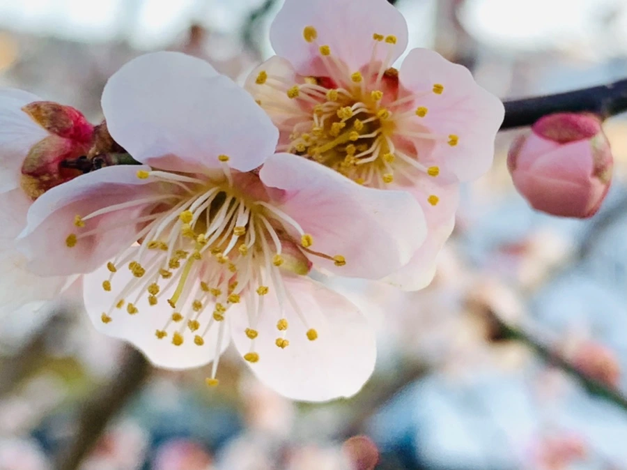 IMG_2238.jpg?type=w966